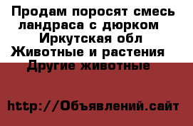 Продам поросят смесь ландраса с дюрком - Иркутская обл. Животные и растения » Другие животные   